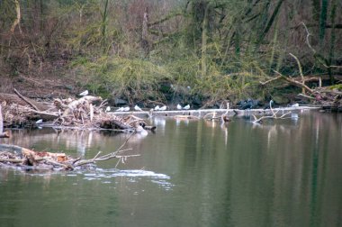 Ormanlı nehrin güzel manzarası
