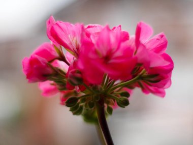 Yaz günü gölde koi