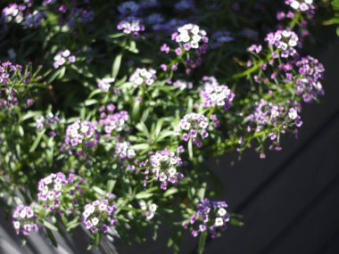 Çaydanlıkta / bahçede yabani çiçekler