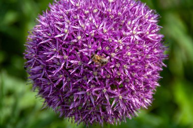Çiçek bahçesine yakın, doğa. 