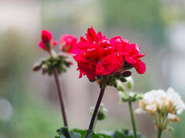 koi in pond on summer day