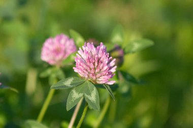 Bahçede güzel çiçek açan yonca, yaz günü