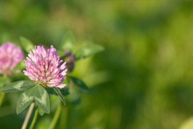 yonca çiçek alanı