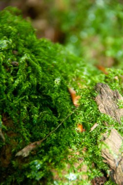 Yeşil yosun, bitki ve yapraklar.