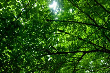 Yaz parkında güzel yeşil ağaçlar