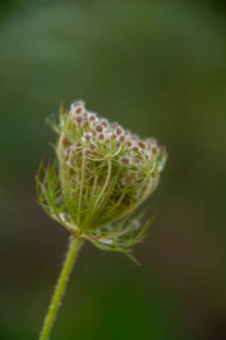 Güzel botanik fotoğrafı, doğal duvar kağıdı.