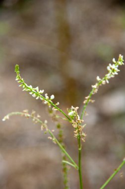 Ağacın yeşil yaprakları