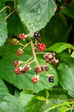 Ormanda kara kuşüzümü