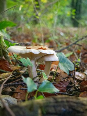 Ormanda beyaz mantar