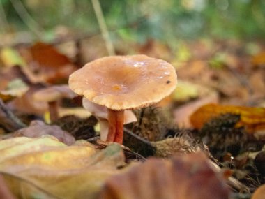 Ormanda kırmızı mantarlar