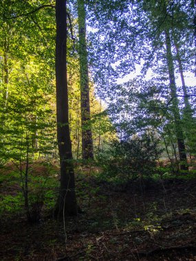 Sabah erkenden orman, Polonya