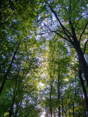 Ağaçları ve mavi gökyüzü olan yeşil orman