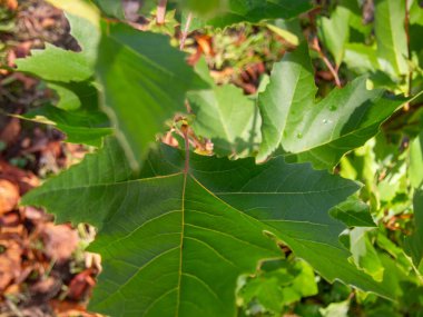Sonbahar ormanındaki akçaağaç yaprakları ve yaprakları