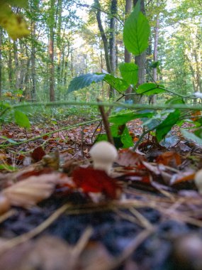 Sonbahar yaprakları, sonbahar bitkileri