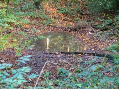 Ormanda küçük bir nehir.