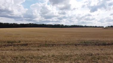 Tarlaların ortasında buğday tarlası.