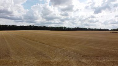 Buğday tarlası. Yukarıdan buğday tarlasının manzarası