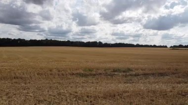 güneşli bir gün buğday alanında