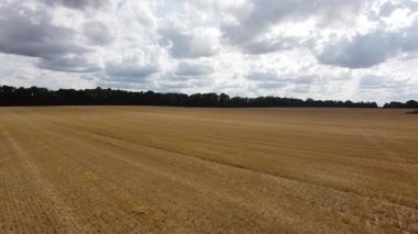 Gökyüzünün arka planında buğday tarlası ve beyaz bulutlar