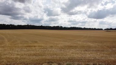 buğdaylı tarla, mısır, buğday, çavdar