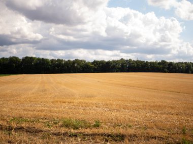 Yaz aylarında buğday alanı