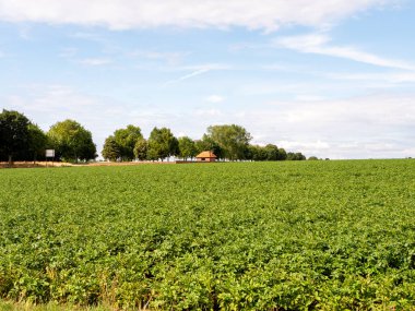 Yeşil mısır tarlası