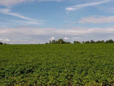 Büyük beyaz bulutlu bir tarla.