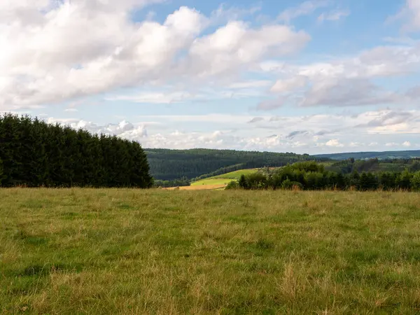 Ormandaki bir ağacın tepesinden bir manzara.