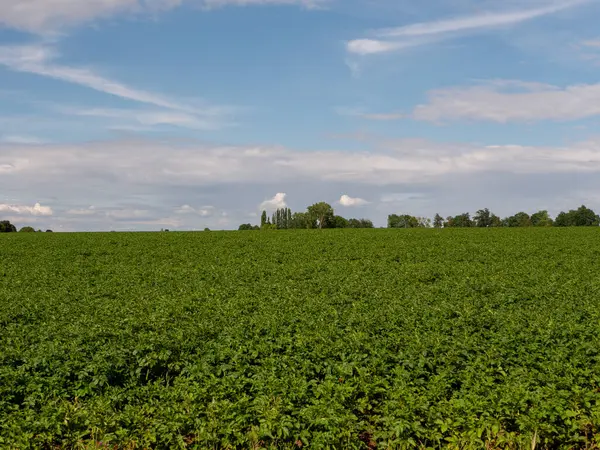 Büyük beyaz bulutlu bir tarla.