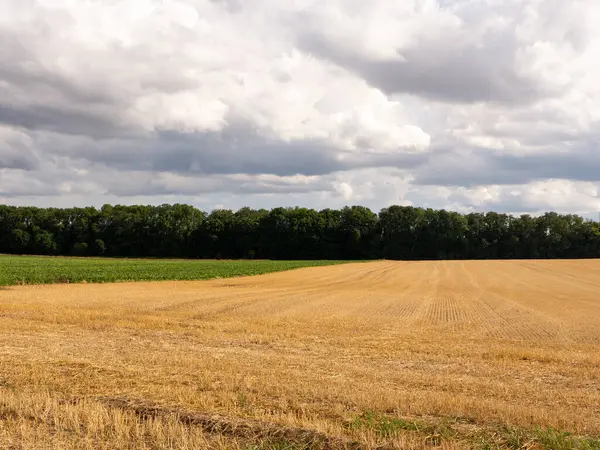 Yazın buğday tarlası