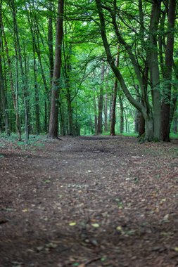 Güzel bir orman manzarası