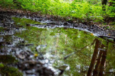 Ormanda su damlaları.