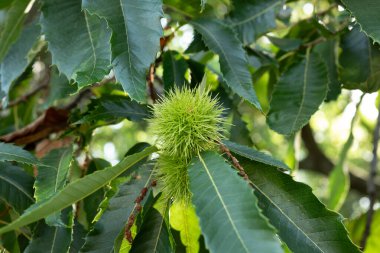 Bahçedeki kestane ağacı