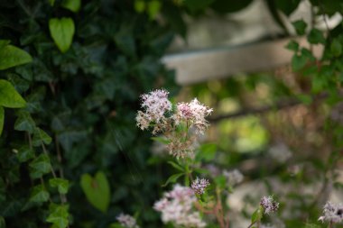 Bahçedeki güzel çiçekler