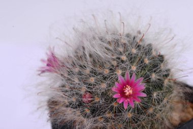 Mammillaria bocasana v. roseiflora, Mammillaria bocasanas 'ın özellikle pembe veya zengin gül renkli çiçekleri için seçilmiş bir kümesidir. Küresel ve silindirik sapları olan kümelenme oluşturan bir kaktüs.