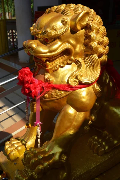 Leão Ouro Chinês Foco Seletivo Cabeça Leão — Fotografia de Stock