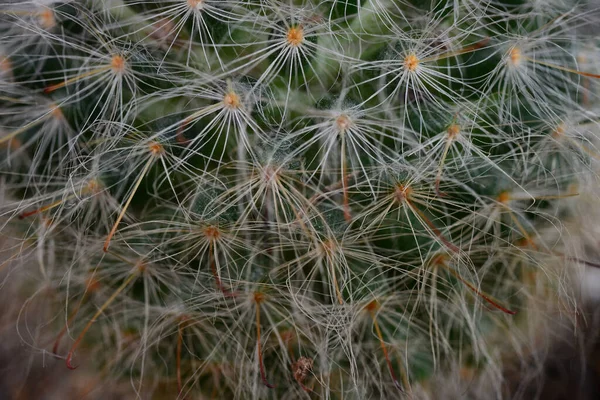 stock image Mammillaria bocasana v. roseiflora is a cultivar of Mammillaria bocasanaselected specifically for its pink or rich rose-colored flowers. It is a clump-forming cactus with globular to cylindrical stems