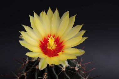 Hamatocactus Setispinus, Kirpi Kaktüsü, Sapkın Kaburga Kaktüsü, Fishhook Kaktüsü, bilimsel adı: Thelocactus setispinus (Engelm). E.F.Anderson