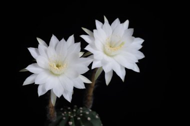 Echinopsis subdenudata cactus flower (Easter lily cactus) can take up to four years to produce flowers if planted from seed. The flowers are so large that they sometimes dwarf the plant. clipart