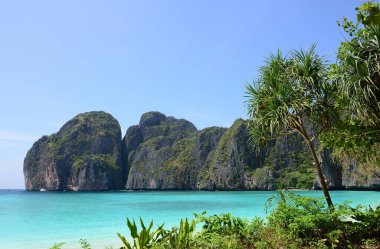 Maya Körfezi 2022 'de yeniden açıldı, Phi Phi Adaları' ndaki İnanılmaz Maya Körfezi, Krabi, Tayland, sağdaki pandan ağacına odaklanın.
