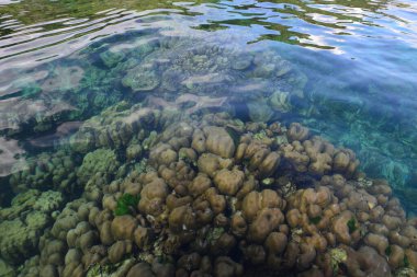 Koh Rok, Tayland 'ın güneyinde, Andaman Denizi' nde bulunan küçük bir takımada. Koh Lanta adasına yakın bir yerde yer almaktadır ve en iyi şnorkelle yüzme noktasıdır, Yengeç, Tayland