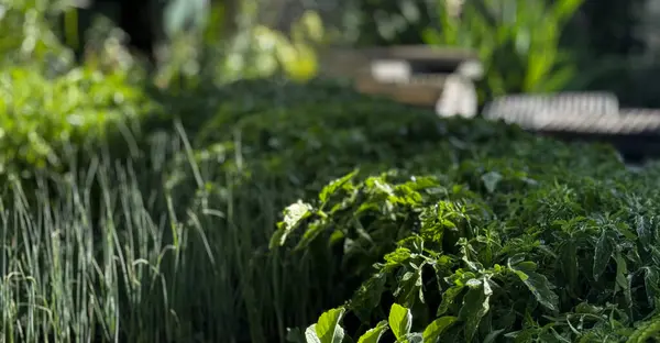 Siyah plastik kaplarda çiçek filizleri var. Bahçe işleri konsepti. Yüksek kalite fotoğraf