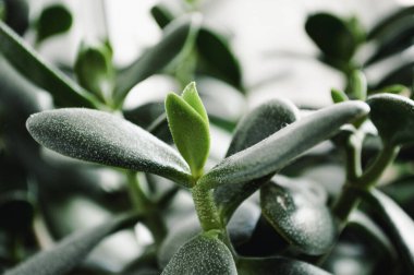 Evde bitki yaprağı kapanıyor. Yüksek kalite fotoğraf