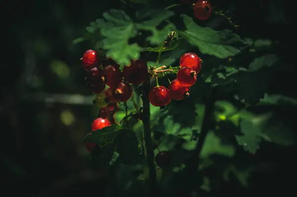 Bahçede kuşüzümü var. Yüksek kalite fotoğraf