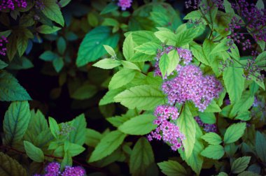 Köyün bahçesinde çiçekler. Yüksek kalite fotoğraf