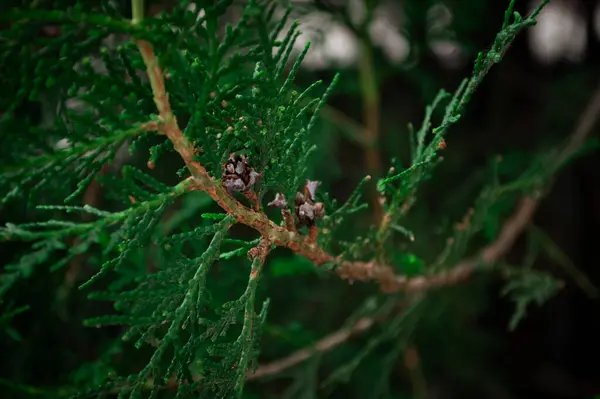 Çam ağacı dalını kapat. Yüksek kalite fotoğraf