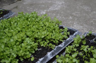 Canlı yeşil bitkilerle dolu tohumlama tepsileri, bahçe ipuçları, tarım uygulamaları ve bitki bakımı için harika. Yüksek kalite fotoğraf