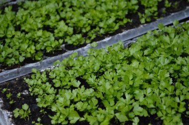 Tepsiler dolusu taze tohum. Bahçe işleri, bitki yetiştirme ve tarım konuları için mükemmel. Yüksek kalite fotoğraf