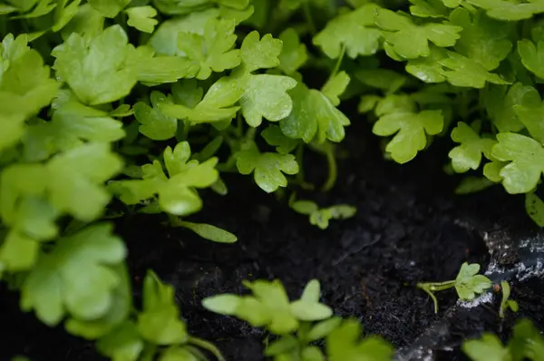Bahçecilik, bitki yetiştirme ve organik büyüme temaları için uygun genç bitkilerle dolu tepsiler. Yüksek kalite fotoğraf