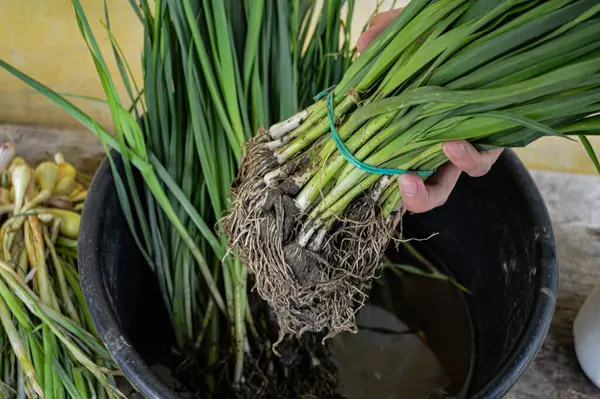 Bir tomar bitki kökü, bahçe işleri için mükemmel. Yüksek kalite fotoğraf
